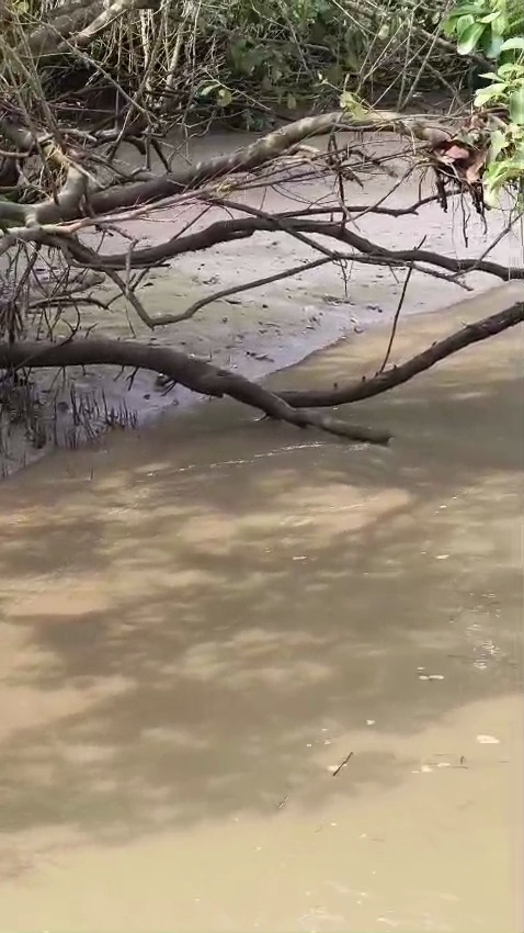 River Delta Expedition - Bhitarkanika Wildlife Video Safari